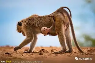 可爱小猴子享受搭便车
