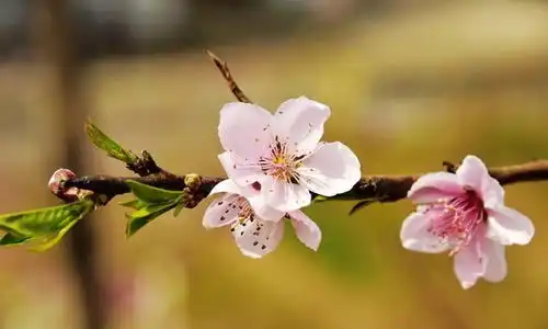 桃花位桃花位最新消息,新闻,图片,视频聚合阅读新浪网
