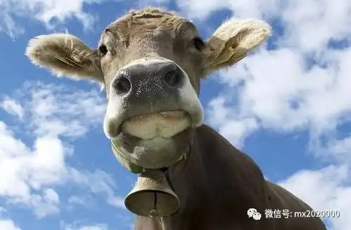 不要随便对牛弹琴,它们真的会听
