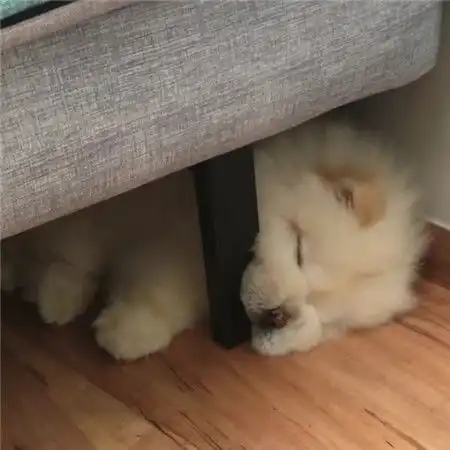 又搞笑又贱的狗图片大全狗的照片搞笑的图片
