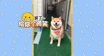 柴犬,继二哈之后,又一个表情包
