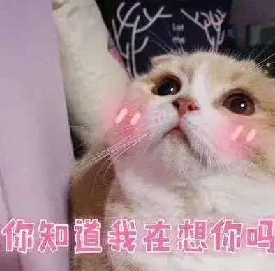 我的猫一定很爱我
