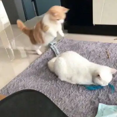 可爱又萌的小猫咪来了,动物搞笑情侣头像
