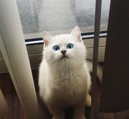 英短可爱头像英国短毛猫