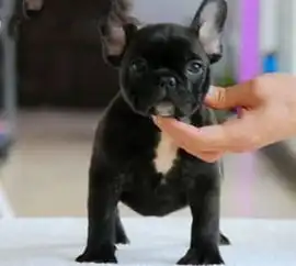 图成都纯种斗牛幼犬看狗送狗上门可签协议成都宠物狗
