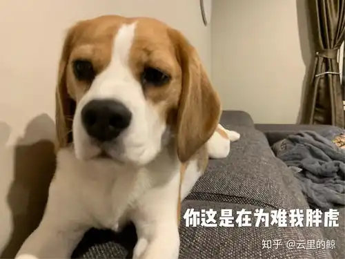超级无敌可爱狗子表情包
