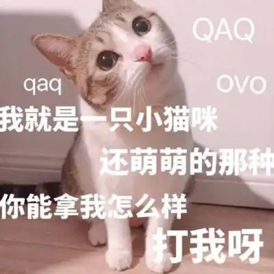 猫咪超级萌超级搞笑带字头像2018最新版徒有一腔孤勇无处安放
