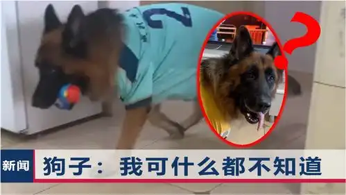 一网红狗狗被官方警告生而为狗活得像人,这次栽在一细节上
