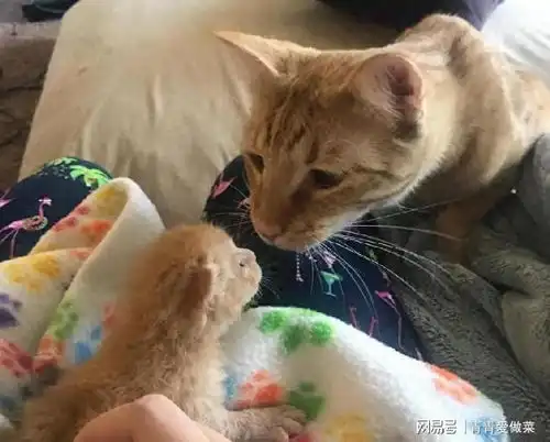 猫咪叼孩子给你,暗示了这6件事,你别傻傻不知道