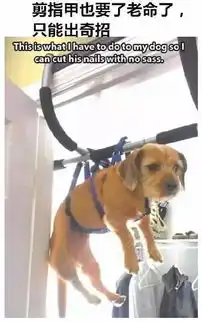 汪星人的世界就是酱紫充满了矛盾
