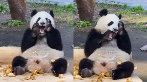 大熊猫莽小五吃笋笋塞牙,一通操作卡出表情包,画面好笑又心疼
