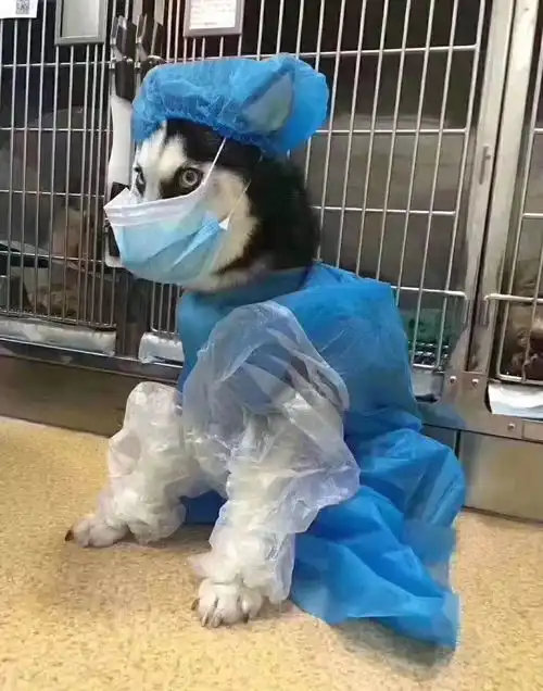 养猫注意千万条,防疫安全第一条
