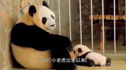 自从生了娃,熊猫妈妈整天就是这种表情,熊救救孩子吧
