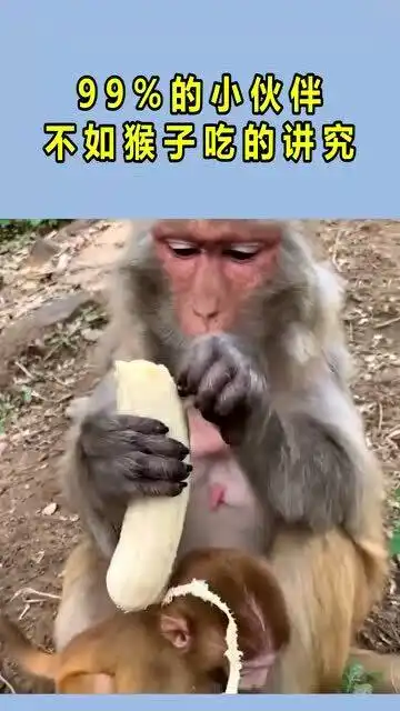我敢打赌99的朋友,不如猴子吃的讲究
