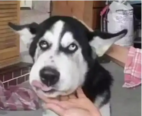 狗狗被蜜蜂蛰后的样子,金毛我忍了,柴犬我也忍了,可这二哈
