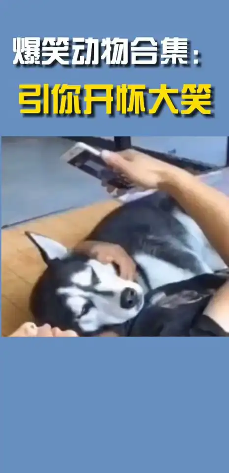 爆笑动物合集各种动物的搞笑瞬间引你开怀大笑
