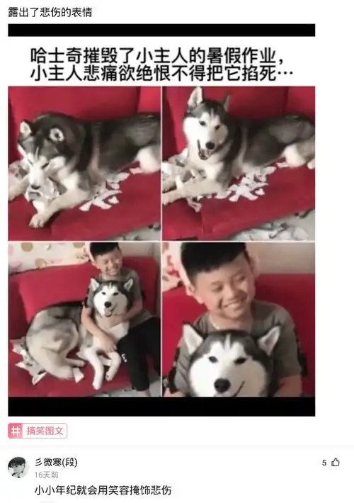 神评论哈士奇摧毁了小主人的暑假作业,小主人悲痛欲绝露出了悲伤的表情
