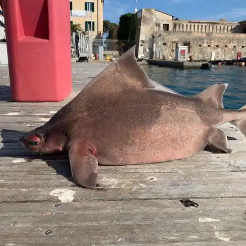 猪脸鲨鱼身,神秘海洋动物在意大利港口出现,到底是什么怪物
