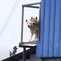 幽默逐渐鬼畜
