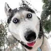 哈士奇犯二搞笑图片头像微信头像图片大全
