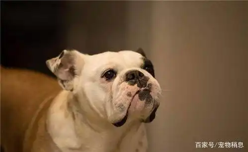 狗狗不明白自己为什么会被抛弃,看它委屈的表情让人伤心
