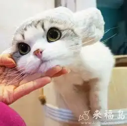 来,给爷笑个
