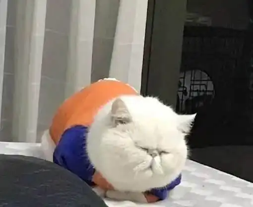 搞笑段子幽默笑话图片喵星人,你好像一个保龄球啊

