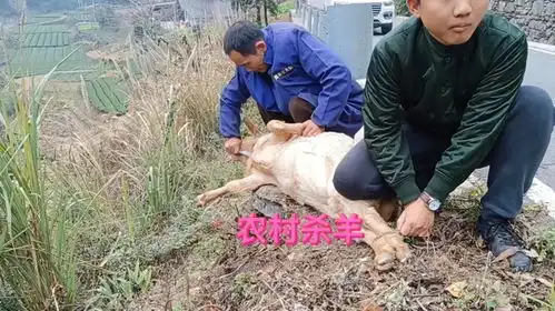 太搞笑了这位老师傅宰羊竟然玩出了一手新花样场面不忍直视
