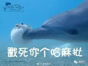 河豚又火了这一次它被海豚撞上,网友们笑到不能自持,小编喊你来收表情包
