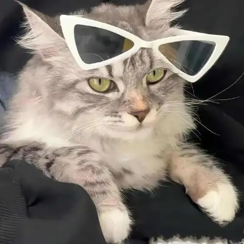 wechat搞怪猫咪头像
