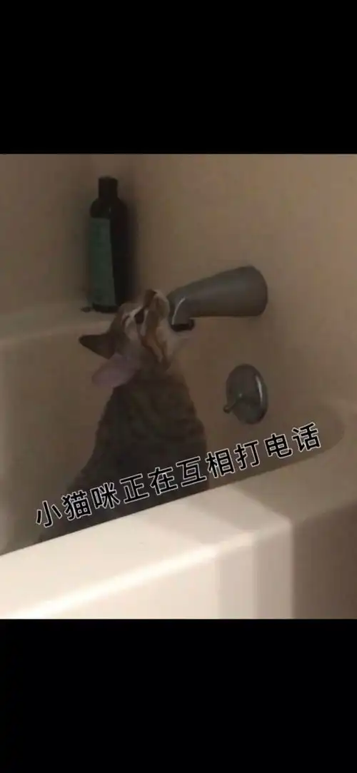 来喽来喽,图文配音它来喽搞笑配音配音搞笑动物.