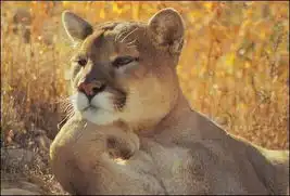搞笑的动物图组
