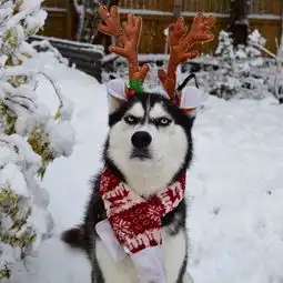 趣图逗逼女主人把二哈装扮成圣诞雪橇犬,狗狗相当无奈啊
