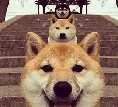 搞笑图片幽默段子笑话好想养条柴犬啊太萌了

