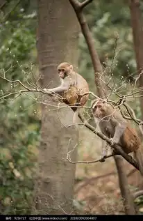 爬树的小猴子高清图片下载红动网

