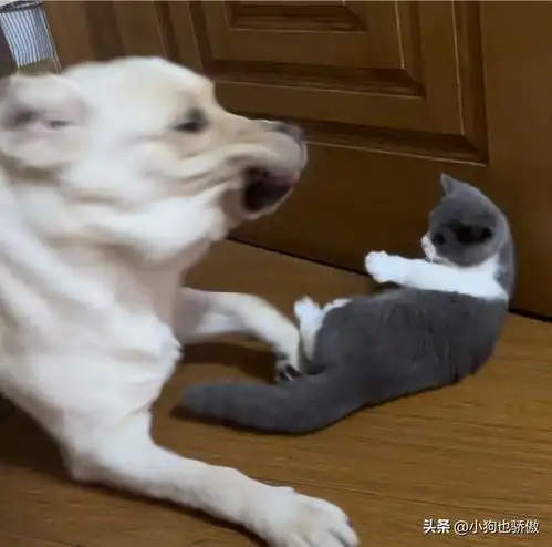 戏精主人不让狗狗跟小猫玩,结果它假装进屋找东西全程假动作
