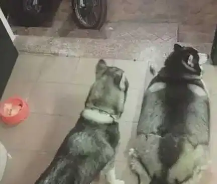 搞笑图片老板,你不要骗我,你这西瓜明明是没熟
