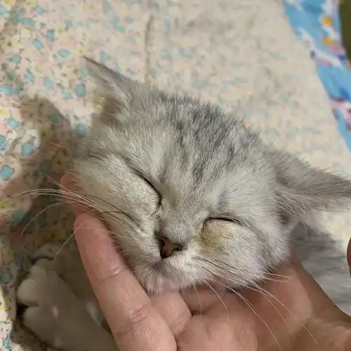 请问猫猫眼睛下面的泪痕怎么去
