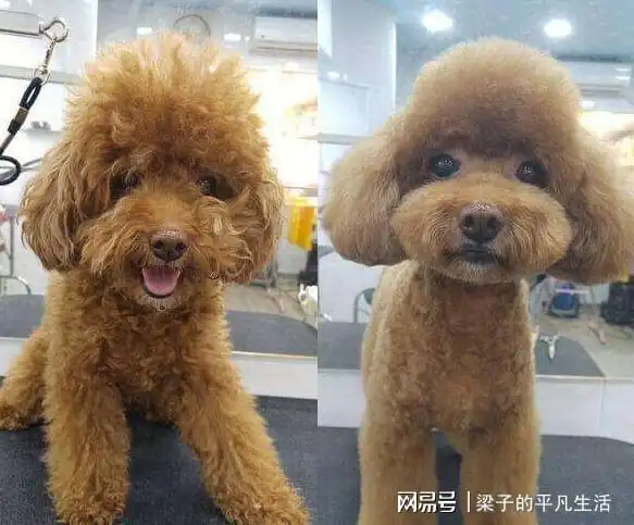狗狗搞笑图片合集,狗狗我不是人,但你是真的狗
