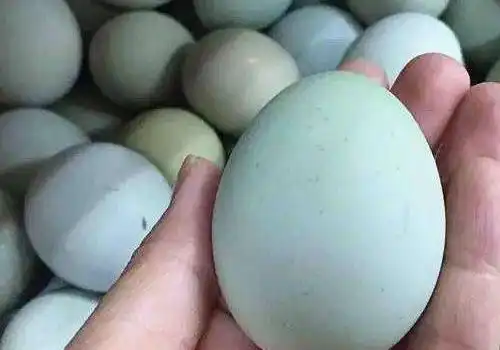 吃绿皮鸡蛋好吗绿皮鸡蛋比普通鸡蛋营养高吗

