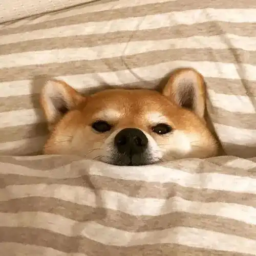 睡觉吧,狗命最重要
