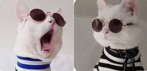 有趣情侣头像,如果你是熊猫头,我就是蘑菇头网友杠起来
