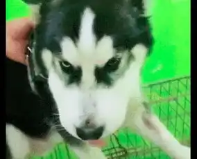 哈士奇的脸被蛇咬了,送到医院时已肿成猪头了,看着心疼又好笑
