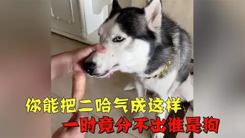 盘点哈士奇爆笑瞬间,你能把二哈气成这样,一时竟分不出谁是狗
