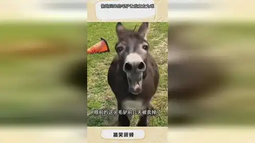 偷跑回来的毛驴让我左右为难
