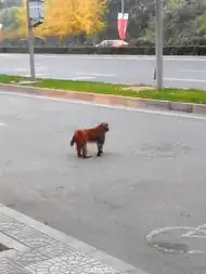 胖猴子北京市区遛弯吃霸王餐市民买单图
