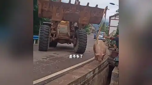 搞笑猪逃跑失败,猪点真背,猪无能啊
