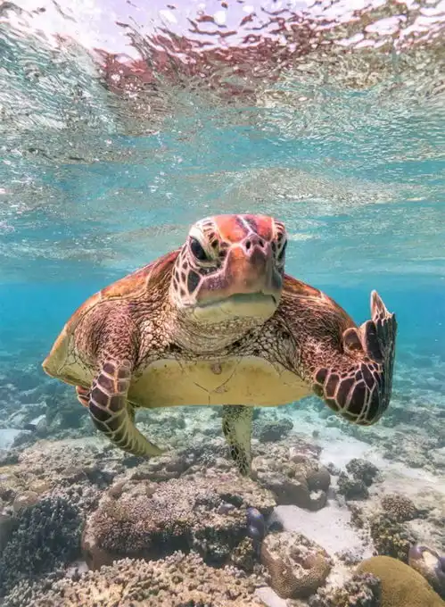 我打开了男友的浏览器之后,当知道了男人的世界,我羞耻了哈哈哈哈
