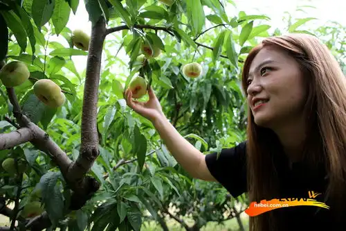 高清组图河北肃宁蟠桃园里采摘忙

