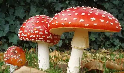 25岁男星吃蘑菇中毒发文报平安称小心躺板板后,网友腿太长了
